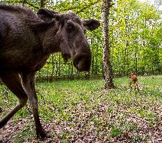 moose (Alces alces), calf