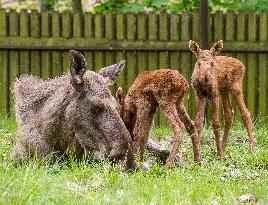 moose (Alces alces), calf