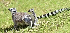 Ring-tailed lemur, Lemur catta, anketa Policista roku, oceneni, cena
