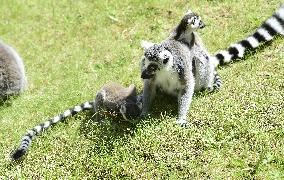 Ring-tailed lemur, Lemur catta, anketa Policista roku, oceneni, cena