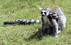 Ring-tailed lemur, Lemur catta