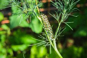 larva of Old World swallowtail, common yellow swallowtail, butterfly, caterpillar, Papilio machaon