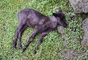 REINDEER (RANGIFER TARANDUS)