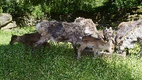 REINDEER (RANGIFER TARANDUS)