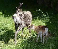 REINDEER (RANGIFER TARANDUS)