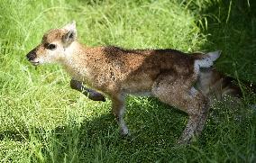 REINDEER (RANGIFER TARANDUS)