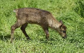 REINDEER (RANGIFER TARANDUS)