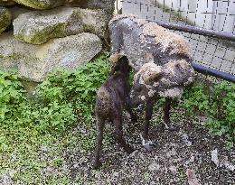 REINDEER (RANGIFER TARANDUS)