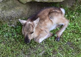 REINDEER (RANGIFER TARANDUS)