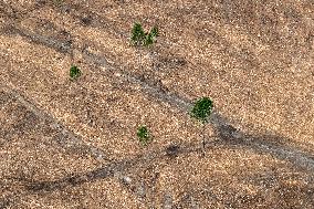 Forest, forests, tree, trees, dead, spruce