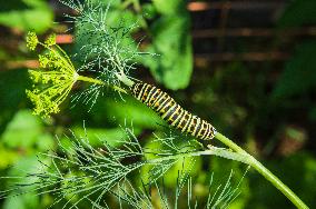 larva of Old World swallowtail, common yellow swallowtail, butterfly, caterpillar, Papilio machaon