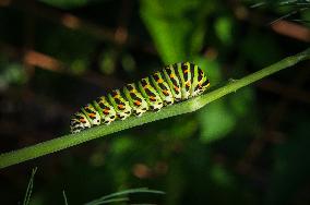 larva of Old World swallowtail, common yellow swallowtail, butterfly, caterpillar, Papilio machaon