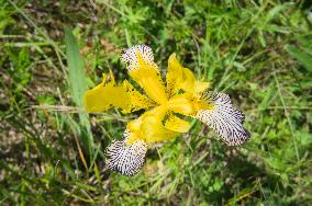 Iris variegata