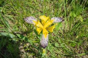 Iris variegata