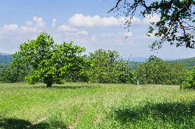 National Nature Reserve Certoryje in the White Carpathians