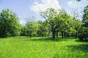 National Nature Reserve Certoryje in the White Carpathians