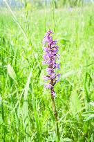 Gymnadenia conopsea, marsh fragrant orchid