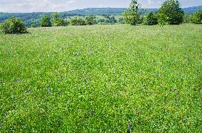 National Nature Reserve Certoryje in the White Carpathians