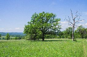 National Nature Reserve Certoryje in the White Carpathians