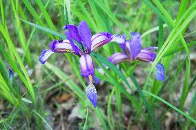 Iris graminea, grass-leaved flag, grass leaved iris, plum iris, plum tart iris