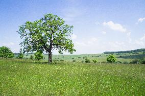 National Nature Reserve Certoryje in the White Carpathians