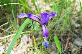 Iris graminea, grass-leaved flag, grass leaved iris, plum iris, plum tart iris