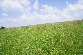 National Nature Reserve Certoryje in the White Carpathians, meadow