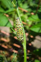 larva of Old World swallowtail, common yellow swallowtail, butterfly, caterpillar, Papilio machaon