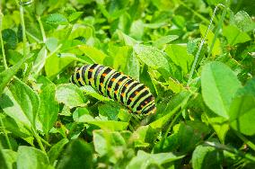 larva of Old World swallowtail, common yellow swallowtail, butterfly, caterpillar, Papilio machaon