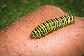 larva of Old World swallowtail, common yellow swallowtail, butterfly, caterpillar, Papilio machaon