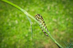 larva of Old World swallowtail, common yellow swallowtail, butterfly, caterpillar, Papilio machaon