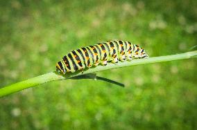 larva of Old World swallowtail, common yellow swallowtail, butterfly, caterpillar, Papilio machaon