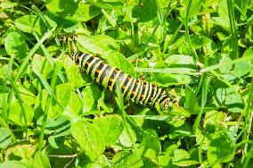 larva of Old World swallowtail, common yellow swallowtail, butterfly, caterpillar, Papilio machaon