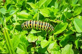 larva of Old World swallowtail, common yellow swallowtail, butterfly, caterpillar, Papilio machaon