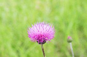 Cirsium pannonicum