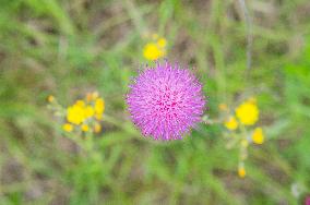 Cirsium pannonicum