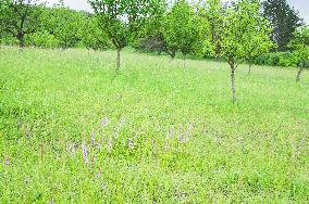 Orchard, Gymnadenia conopsea, marsh fragrant orchid