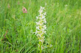 Platanthera bifolia, the lesser butterfly-orchid