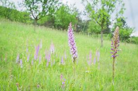 Orchard, Gymnadenia conopsea, marsh fragrant orchid