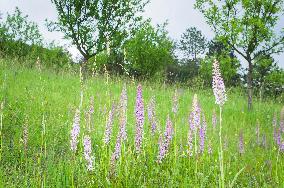 Orchard, Gymnadenia conopsea, marsh fragrant orchid