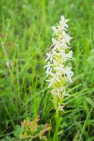 Platanthera bifolia, the lesser butterfly-orchid