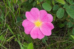 Rosa gallica, the Gallic rose, French rose, rose of Provins