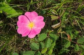 Rosa gallica, the Gallic rose, French rose, rose of Provins