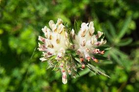 Anthyllis vulneraria, common kidneyvetch, kidney vetch, woundwort