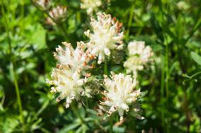 Anthyllis vulneraria, common kidneyvetch, kidney vetch, woundwort