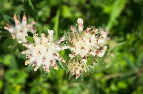 Anthyllis vulneraria, common kidneyvetch, kidney vetch, woundwort