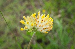 Anthyllis vulneraria, common kidneyvetch, kidney vetch, woundwort