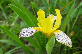 Iris variegata