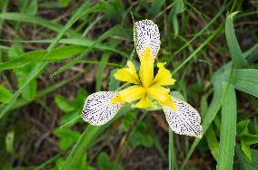 Iris variegata