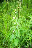 Vincetoxicum hirundinaria, white swallow-wort